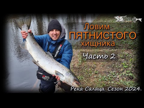 Видео: Ловим пятнистого хищника. Часть 2. Река Салаца 2024.
