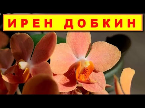 Видео: ИРЕН ДОБКИН Ascps. Irene Dobkin 'Elmhurst' РАЗГАДЫВАЕМ ЗАГАДКУ ПРОБЛЕМНОГО сорта! ПЫШНОЕ ЦВЕТЕНИЕ!