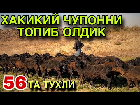 Видео: 56 ТА ТУХЛИ БУГОЗ КУЙ ЧУПОНДАН СОТИЛМОКДА! МАНА ЕНДИ ОЛАДИГАН ВАКТ КЕЛДИ! 