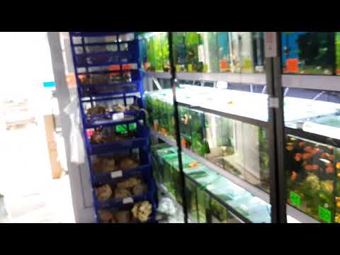 Видео: Воздушный мембранный коомпрессор HAILEA V-60. Опыт эксплуатации в аквариумном хозяйстве