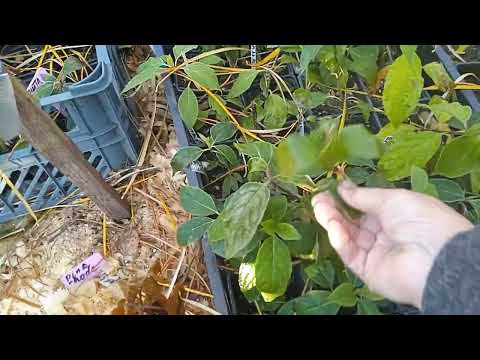 Видео: ТРИ  АКЦИИ  НА  САЖЕНЦЫ!!! 