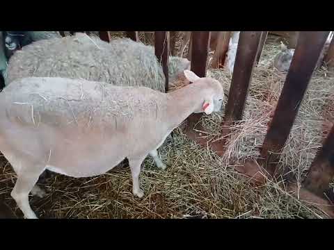 Видео: ленивое животноводство , без сельхоз техники , 60 голов  овец !