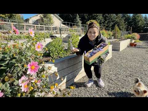 Видео: Когда вы думаете, что все кончено... мы начинаем снова!! Начинаем Сад 2026 года!