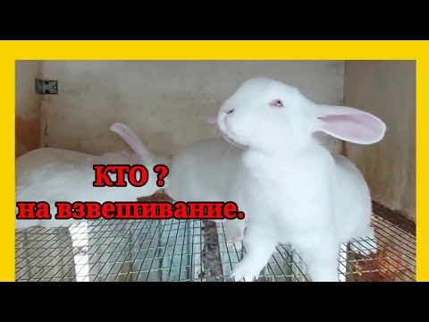 Видео: Хотите знать сколько весят кролики от 2 месяцев и старше? Смотрите вес и вид моих Белых Великанов.