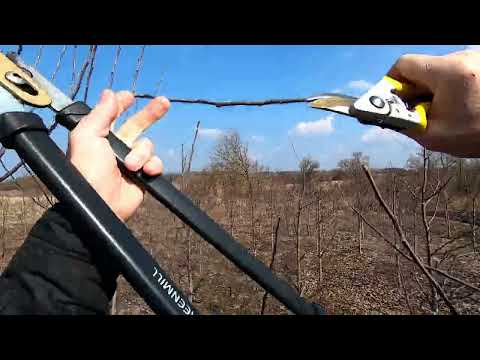 Видео: Обрезка яблонь на М9.Ошибки в интенсивном саду. (Обрізка яблуні на М9)