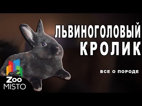 Видео: Львиноголовый кролик - Все о виде грызуна | Вид грызуна - львиноголовый кролик