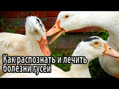 Видео: Как распознать и лечить болезни гусей