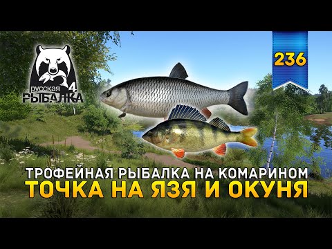 Видео: Трофейная рыбалка на Комарином. Точка на Язя и Окуня - Русская Рыбалка 4 #236