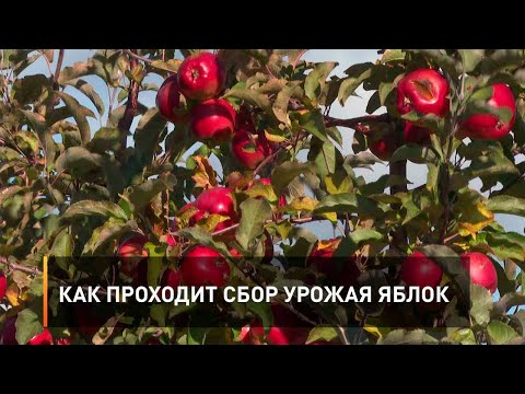 Видео: Как проходит сбор урожая яблок