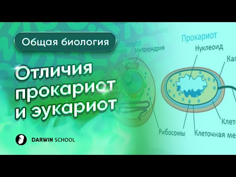 Видео: Тема 6: Отличия прокариот от эукариот