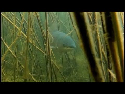 Видео: ПОДВОДНАЯ ОХОТА НА АМУРА!!! День когда я стал королем промахов!!!!!