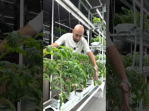 Видео: Новости с Тайской фермы  #клубника #земляникаизсемян #рассада