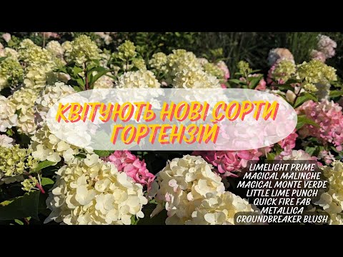 Видео: Цветут новые сорта метельчатых гортензий
