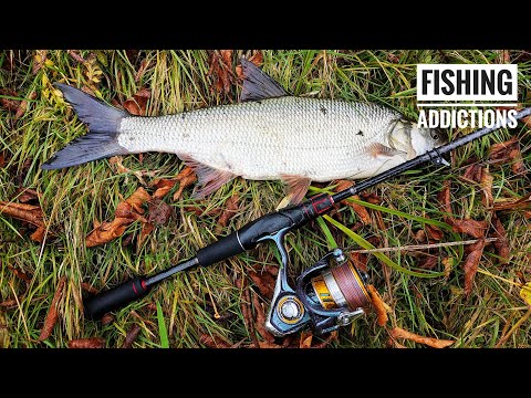 Видео: Жерех жирує. Спрацював DUO spearhead ryuki 60s. Щука на мікроджиг.