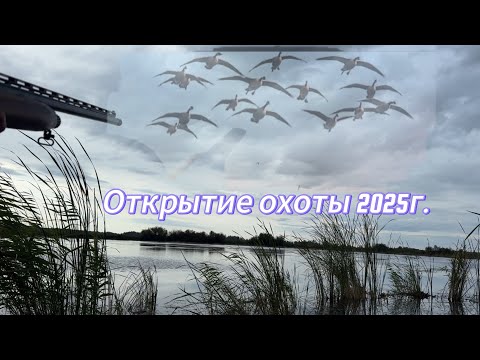Видео: Утка перла со всех сторон! Открытие сезона 2025г.