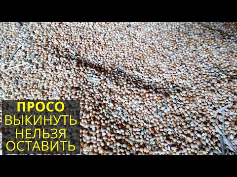 Видео: Просо выкинуть нельзя оставить