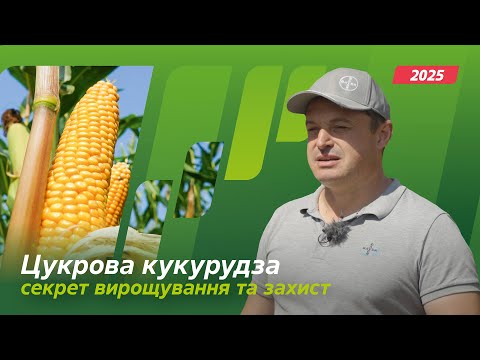 Видео: Як вирощувати та як захищати цукрову кукурудзу. Досвід. АгроАрена Північ