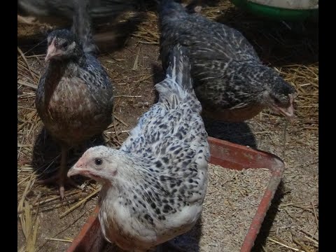 Видео: Мясо для кур, Хвоя для овец, Зерно для голубей.