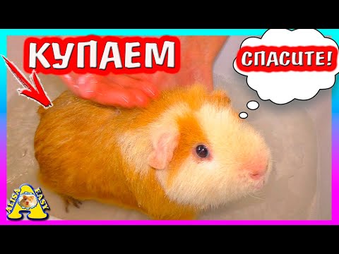 Видео: КУПАЕМ Морскую Свинку / КАКИМ СТАЛ Умка? / Свинки Американский ТЕДДИ и Калифорния / Alisa Easy Pets