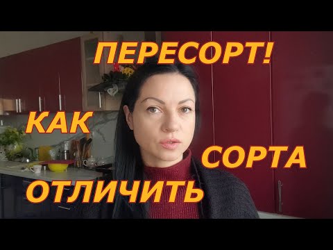 Видео: Как отличить в саженце ремонтантный сорт от обычного. Пересорт!