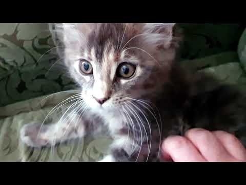 Видео: Мейн Кун. Первый день. Впечатление от породы.