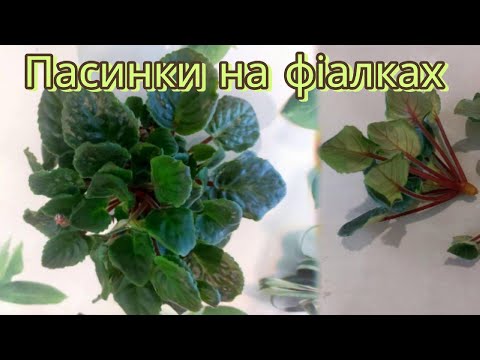 Видео: Пасинки на фіалках. Що робити?