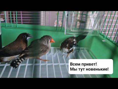 Видео: Всем привет! Мы тут новенькие)