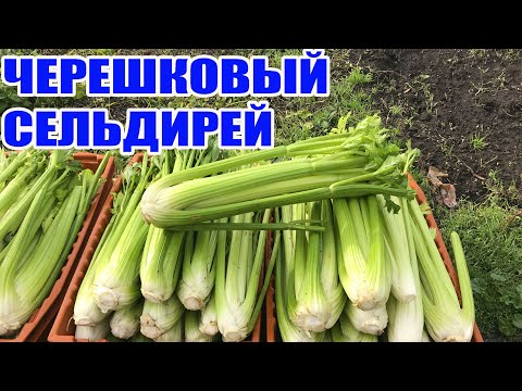 Видео: Черешковый сельдерей . ПРОДАЮ ОПТОМ   ?