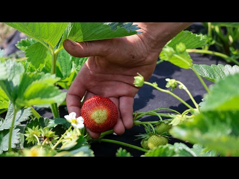 Видео: Альба чи Аллегро.Який сорт садити на ранню ягоду?