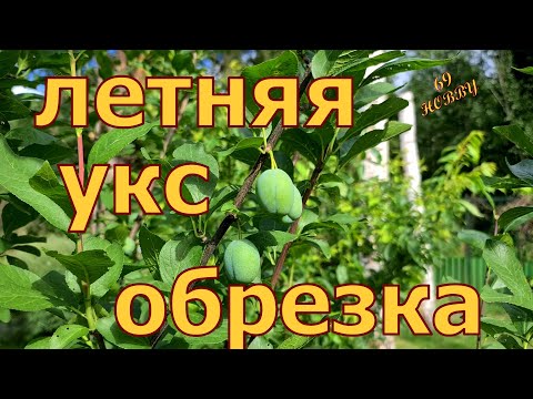 Видео: УСЛОВНО - КОЛОННОВИДНАЯ СЛИВА! Тонкости летней обрезки!  Формируем крону