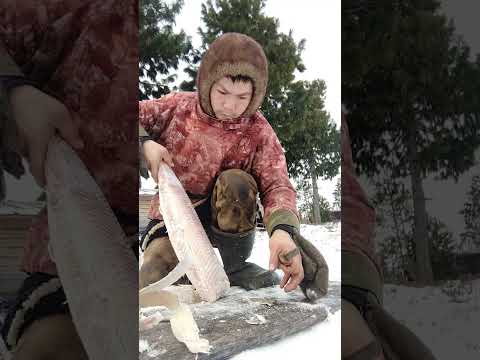 Видео: Первая строганина щуки. Улов на жерлицу
