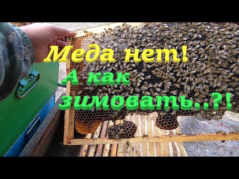 Видео: ✅ Слабые семейки МЕДА НЕТ! Как зимовать..?! #пчеловодство2