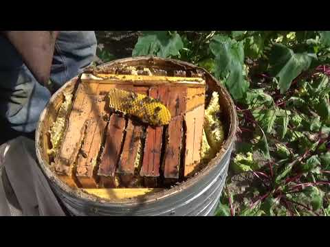 Видео: ЛОВУШКА "БОЧКА" СРАБОТАЛА - ПОЛУЧАЕМ ПЕРВЫЙ МЁД (часть вторая)