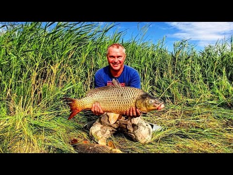 Видео: Рыбалка с ночёвкой на дикого сазана.