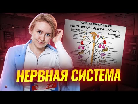 Видео: Симпатическая и парасимпатическая нервная система | ОГЭ биология 2025