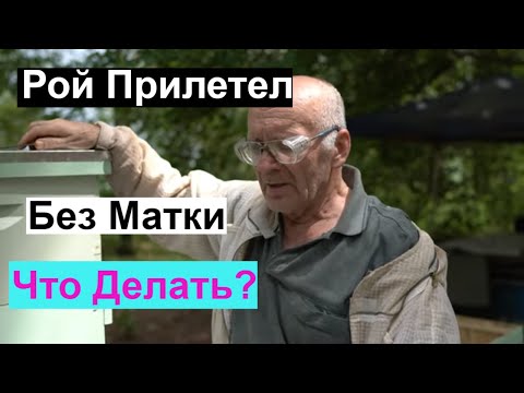 Видео: Пасека#135 Рой Прилетел Без Матки  Пчеловодство для начинающих