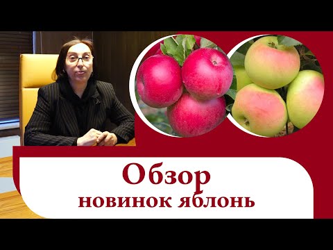 Видео: Яблони 2021 НОВИНКИ! Обзор новых сортов яблонь для вашего сада