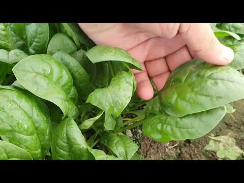 Видео: Овощи Растут. Лучший шпинат!!! СВ2157 Seminis