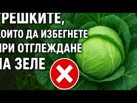 Видео: Грешките, които да избегнете при отглеждане на зеле ❌🥬 Съвети за богата реколта 2025