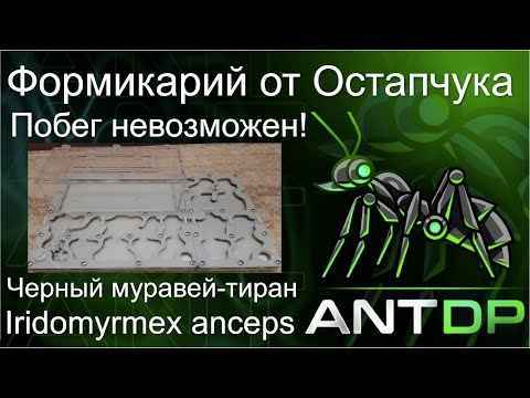 Видео: Обзор формикария и вида Iridomyrmex anceps