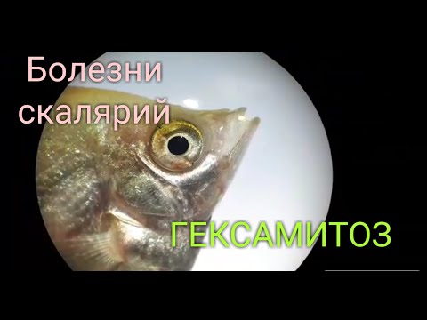 Видео: Самые #опасные #болезни. #Гексамитоз. #рыбка заболела