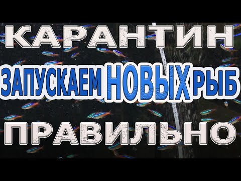 Видео: Покупаем аквариумных рыбок.Карантин. Запускаем рыбу в аквариум правильно