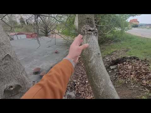 Видео: Формировка деревьев 👍💪🌳