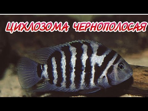 Видео: ЧЕРНОПОЛОСАЯ ЦИХЛОЗОМА.СОДЕРЖАНИЕ И РАЗВЕДЕНИЕ В АКВАРИУМЕ.