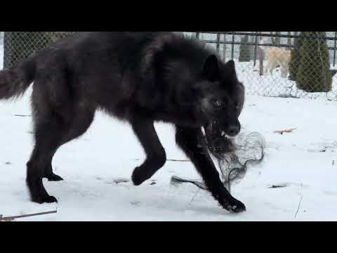 Видео: Чёрные монстры с лошадиным хвостом. Парк Северных Волков. 