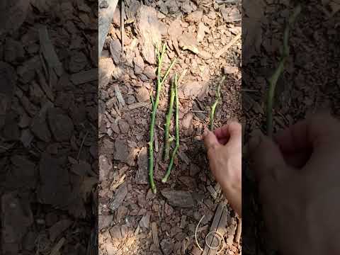 Видео: Черенкование роз. Розы.Простой и быстрый способ размножить