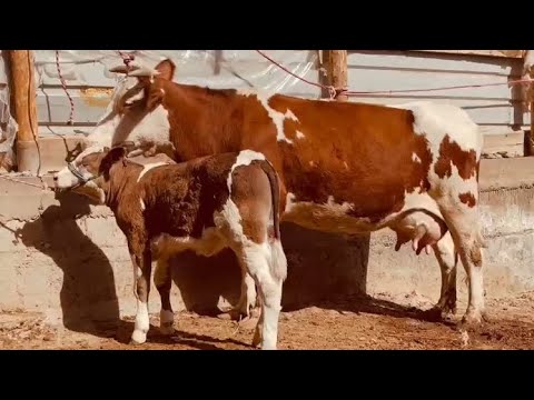 Видео: Молхои Дахшати Оча Бача Аргиналош омад успет кун 16.октября 2025 г