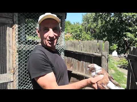 Видео: В гостях у голубевода Александра Дяченко 19.07.23