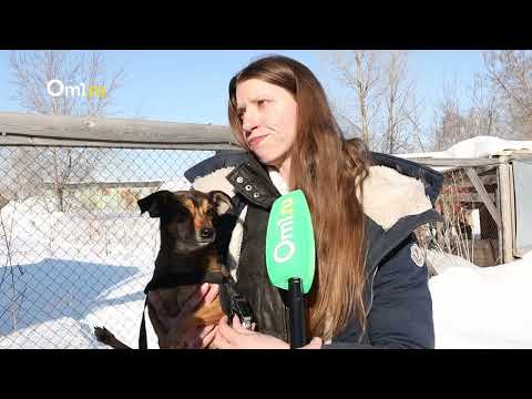 Видео: Отрезало лапу по бедру: как живут собаки-инвалиды в новосибирском приюте. ВИДЕОФИЛЬМ портала Om1.ru