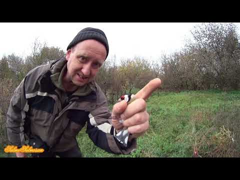 Видео: Нове відео про лов співочих птахів-Перші щиглики.